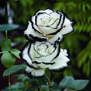 Роза Силк Ивин купить по цене от 319р. в интернет-магазине «Посадика» с доставкой почтой в в Пушкиное и по всей России – [изображение №1].