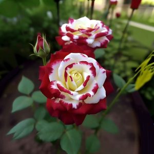 Роза Роял Глом купить по цене от 401р. в интернет-магазине «Посадика» с доставкой почтой в в Пушкиное и по всей России – [изображение №1].