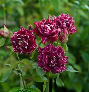 Роза Опаловый Пейзаж купить по цене от 490р. в интернет-магазине «Посадика» с доставкой почтой в в Пушкиное и по всей России – [изображение №1].