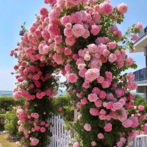 Роза Пастель Розе купить по цене от 605р. в интернет-магазине «Посадика» с доставкой почтой в в Пушкиное и по всей России – [изображение №1].