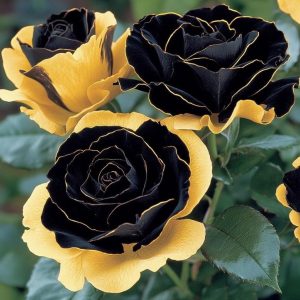 Роза Ханни Сикл купить по цене от 700р. в интернет-магазине «Посадика» с доставкой почтой в в Пушкиное и по всей России – [изображение №1].