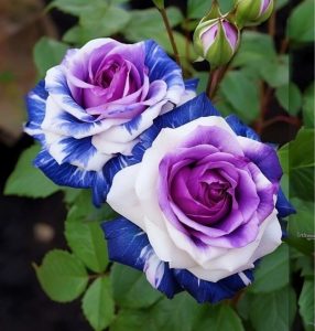 Роза Айвори Каскад купить по цене от 420р. в интернет-магазине «Посадика» с доставкой почтой в в Пушкиное и по всей России – [изображение №1].