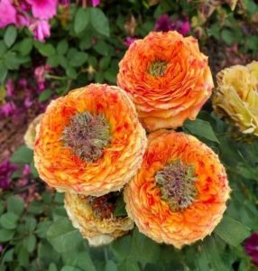 Роза Золотой Мираж купить по цене от 420р. в интернет-магазине «Посадика» с доставкой почтой в в Пушкиное и по всей России – [изображение №1].