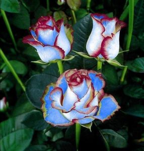 Роза Сафайер Пэтл купить по цене от 450р. в интернет-магазине «Посадика» с доставкой почтой в в Пушкиное и по всей России – [изображение №1].