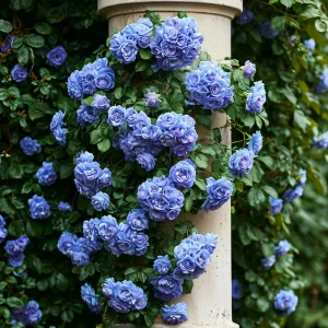 Роза плетистая Блю Перпл купить по цене от 540р. в интернет-магазине «Посадика» с доставкой почтой в в Пушкиное и по всей России – [изображение №1].